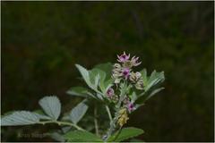 Rubus niveus